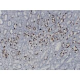 Immunohistochemistry - Anti-Gastrin Antibody (V0074) - Antibodies.com