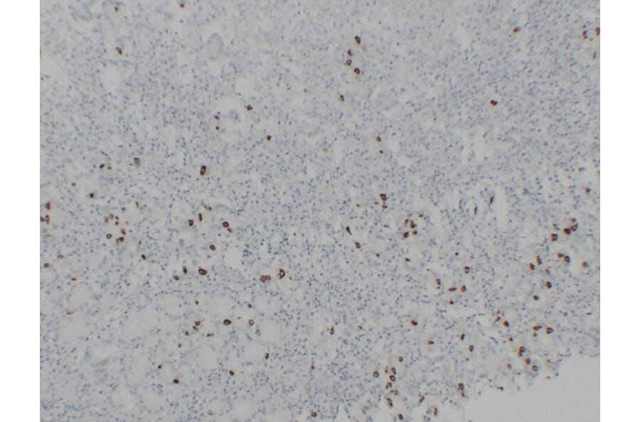 Immunohistochemistry - Anti-Gastrin Antibody (V0074) - Antibodies.com