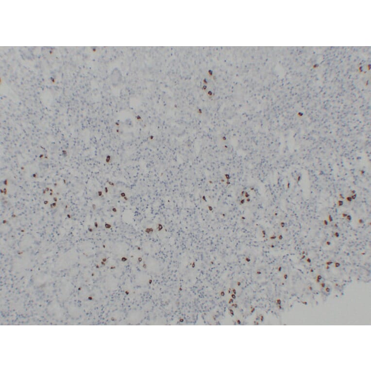 Immunohistochemistry - Anti-Gastrin Antibody (V0074) - Antibodies.com