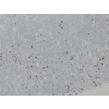 Immunohistochemistry - Anti-Gastrin Antibody (V0074) - Antibodies.com