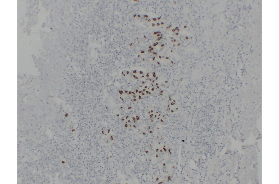 Immunohistochemistry - Anti-Gastrin Antibody (V0074) - Antibodies.com