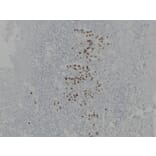 Immunohistochemistry - Anti-Gastrin Antibody (V0074) - Antibodies.com