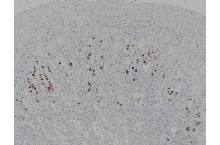 Immunohistochemistry - Anti-Gastrin Antibody (V0074) - Antibodies.com