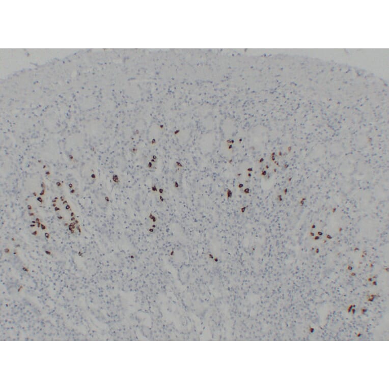 Immunohistochemistry - Anti-Gastrin Antibody (V0074) - Antibodies.com