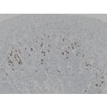 Immunohistochemistry - Anti-Gastrin Antibody (V0074) - Antibodies.com