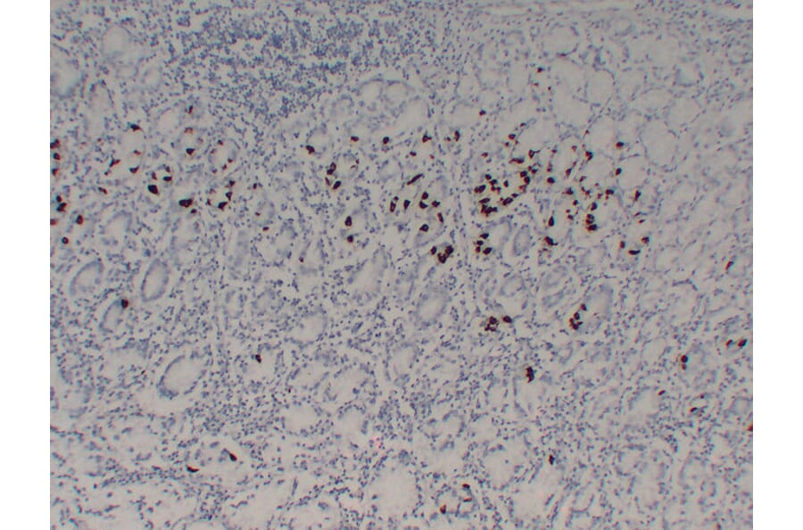 Immunohistochemistry - Anti-Gastrin Antibody (V0074) - Antibodies.com