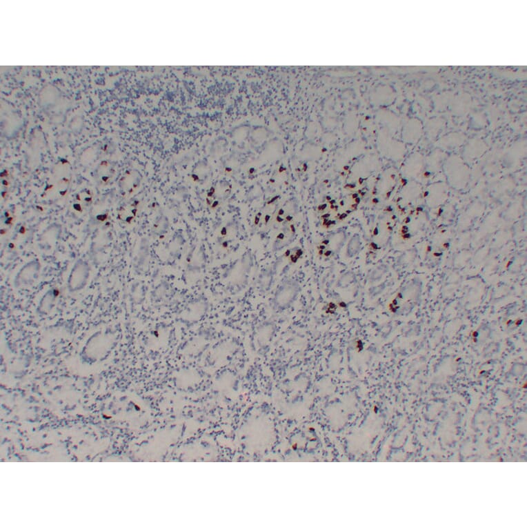 Immunohistochemistry - Anti-Gastrin Antibody (V0074) - Antibodies.com