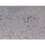 Immunohistochemistry - Anti-Gastrin Antibody (V0074) - Antibodies.com