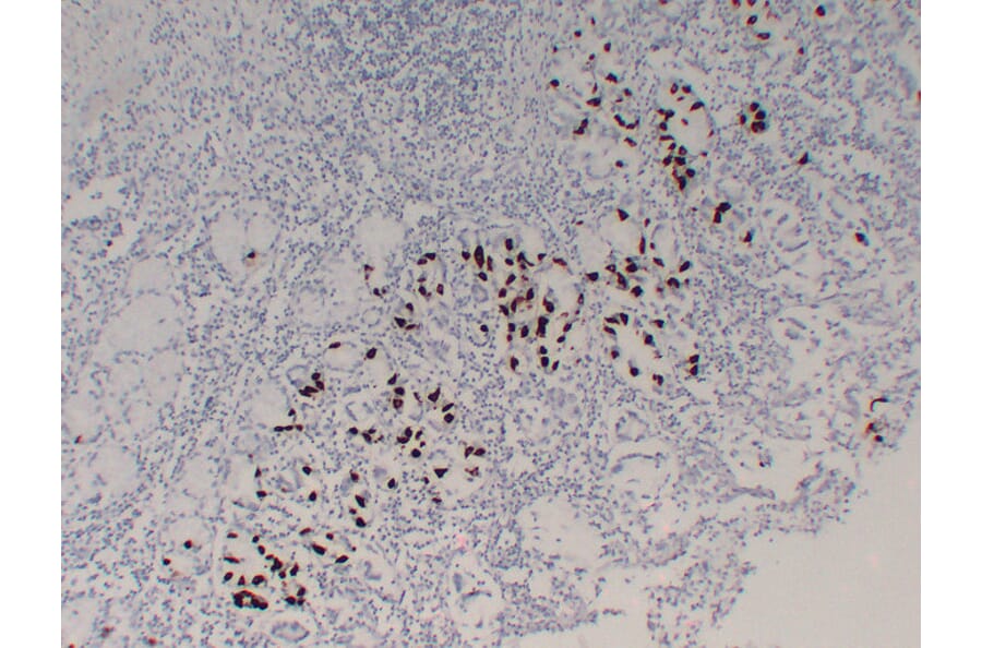 Immunohistochemistry - Anti-Gastrin Antibody (V0074) - Antibodies.com