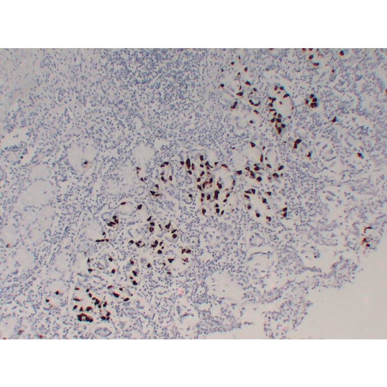 Immunohistochemistry - Anti-Gastrin Antibody (V0074) - Antibodies.com