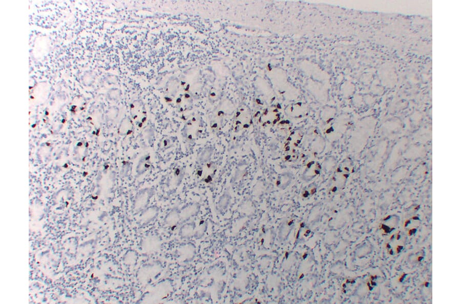 Immunohistochemistry - Anti-Gastrin Antibody (V0074) - Antibodies.com