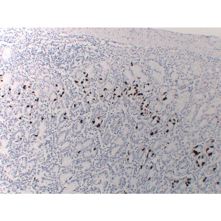 Immunohistochemistry - Anti-Gastrin Antibody (V0074) - Antibodies.com