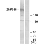 Western Blot - Anti-ZNF638 Antibody (C11052) - Antibodies.com