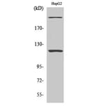 Western Blot - Anti-ZNF638 Antibody (C11052) - Antibodies.com