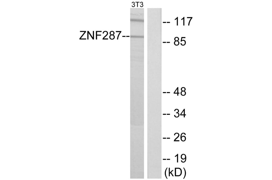 Western Blot - Anti-ZNF287 Antibody (C11719) - Antibodies.com