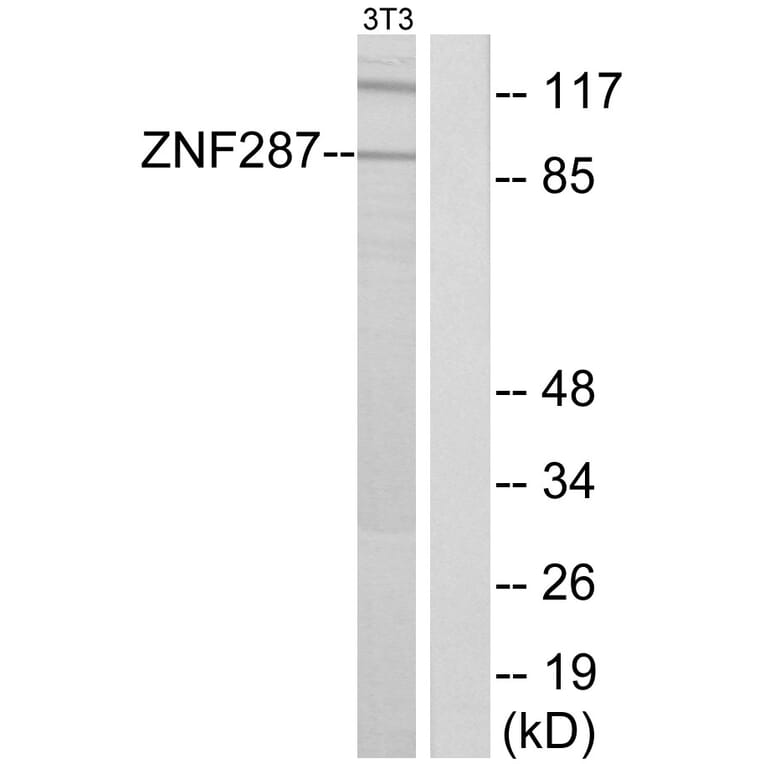 Western Blot - Anti-ZNF287 Antibody (C11719) - Antibodies.com