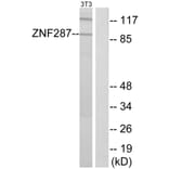 Western Blot - Anti-ZNF287 Antibody (C11719) - Antibodies.com