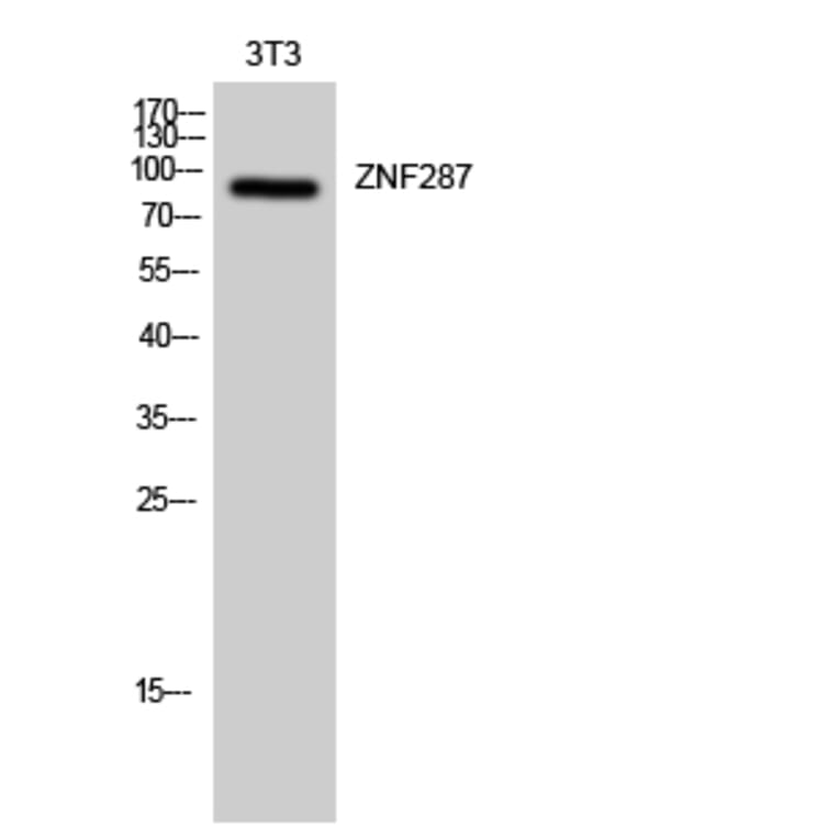 Western Blot - Anti-ZNF287 Antibody (C11719) - Antibodies.com