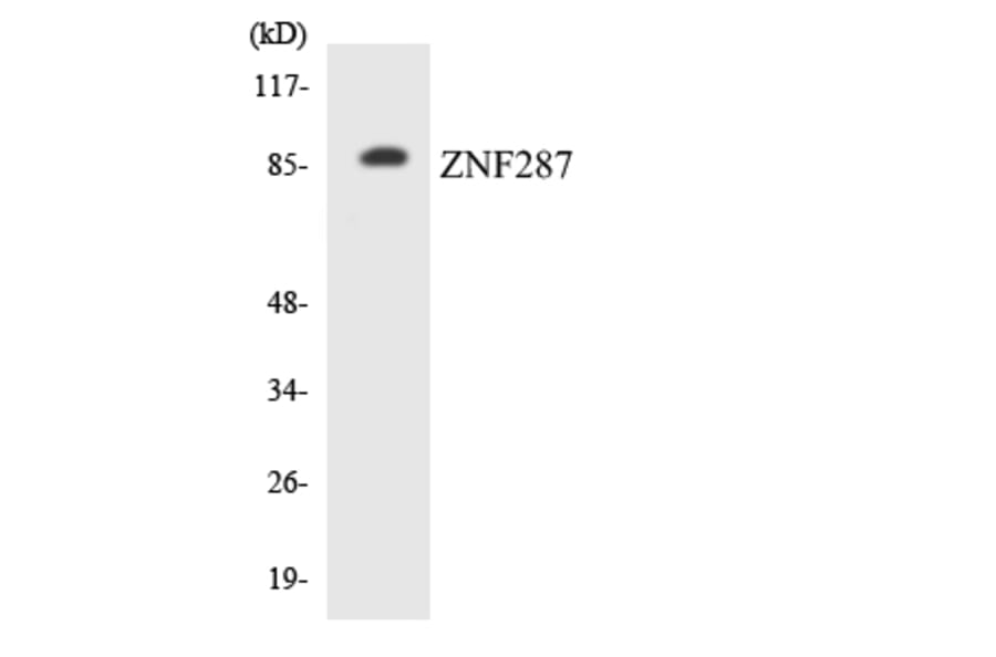 Western Blot - Anti-ZNF287 Antibody (R12-3697) - Antibodies.com