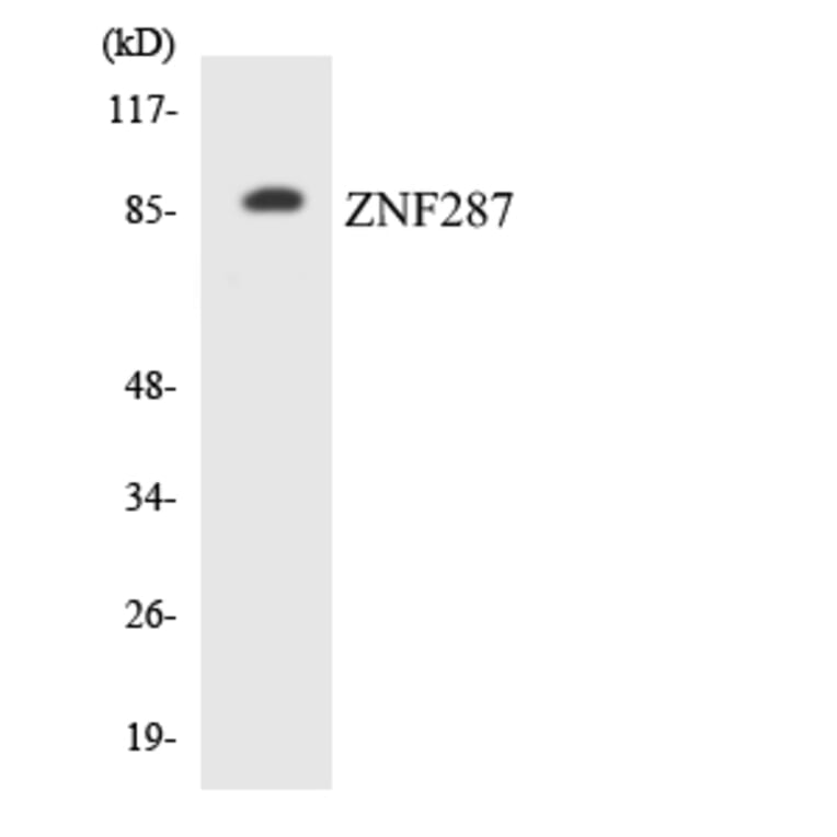 Western Blot - Anti-ZNF287 Antibody (R12-3697) - Antibodies.com