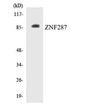 Western Blot - Anti-ZNF287 Antibody (R12-3697) - Antibodies.com