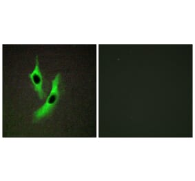 Immunofluorescence - Anti-STEAP4 Antibody (C11207) - Antibodies.com