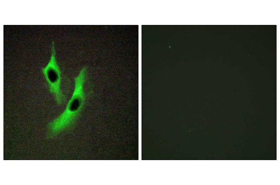 Immunofluorescence - Anti-STEAP4 Antibody (C11207) - Antibodies.com