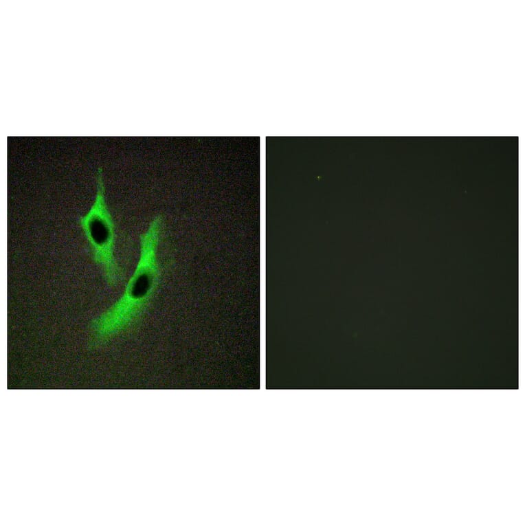 Immunofluorescence - Anti-STEAP4 Antibody (C11207) - Antibodies.com