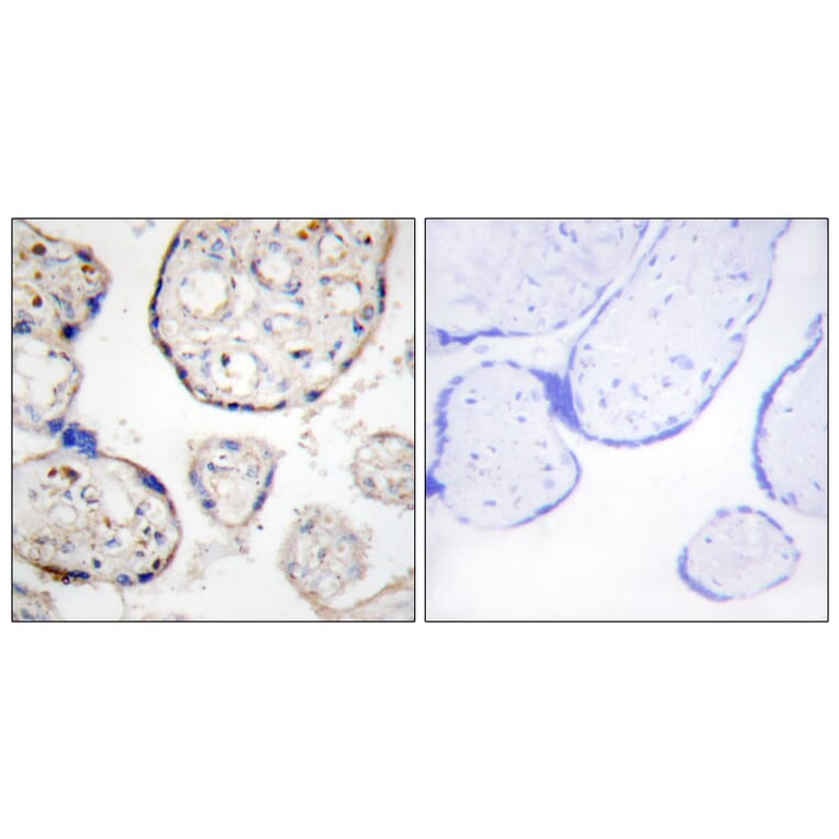 Immunohistochemistry - Anti-STEAP4 Antibody (C11207) - Antibodies.com