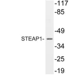 Western Blot - Anti-STEAP1 Antibody (R12-2369) - Antibodies.com
