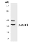 Western Blot - Anti-RASSF4 Antibody (R12-3410) - Antibodies.com