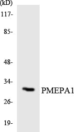 Western blot analysis of the lysates from HeLa cells using Anti-PMEPA1 Antibody.