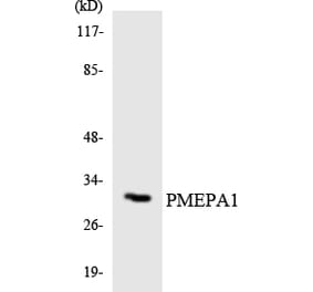 Western Blot - Anti-PMEPA1 Antibody (R12-3340) - Antibodies.com
