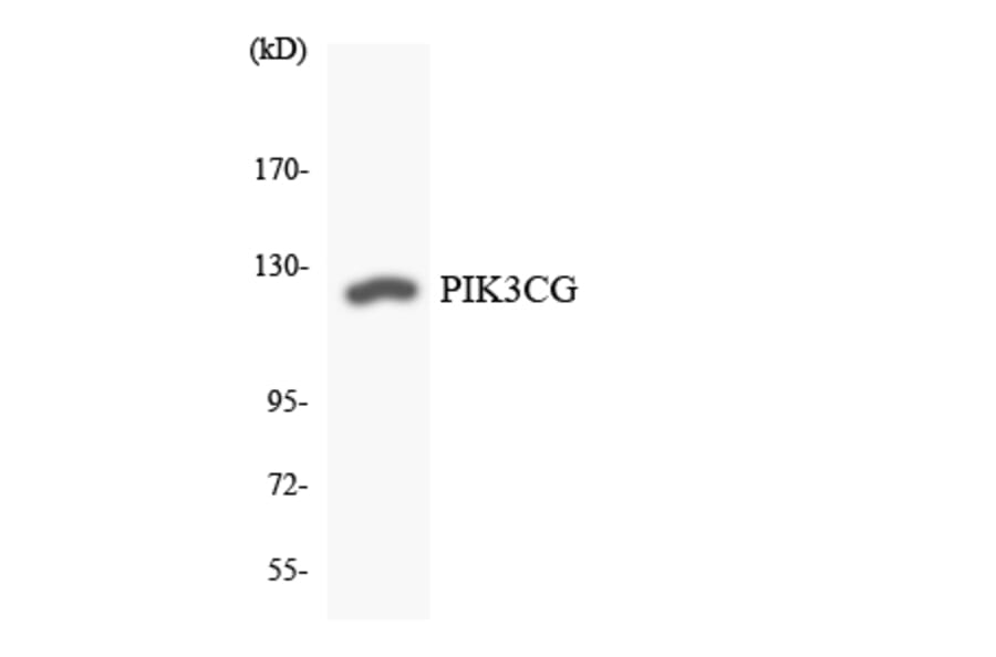 Western Blot - Anti-PIK3CG Antibody (R12-3326) - Antibodies.com