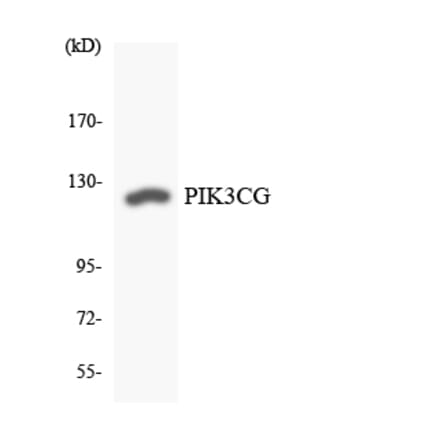 Western Blot - Anti-PIK3CG Antibody (R12-3326) - Antibodies.com