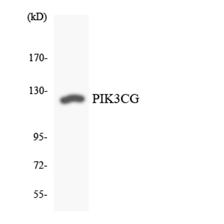 Western Blot - Anti-PIK3CG Antibody (R12-3326) - Antibodies.com