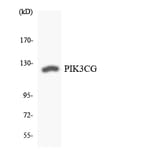 Western Blot - Anti-PIK3CG Antibody (R12-3326) - Antibodies.com
