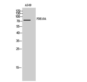 Western Blot - Anti-PDE10A Antibody (C14886) - Antibodies.com