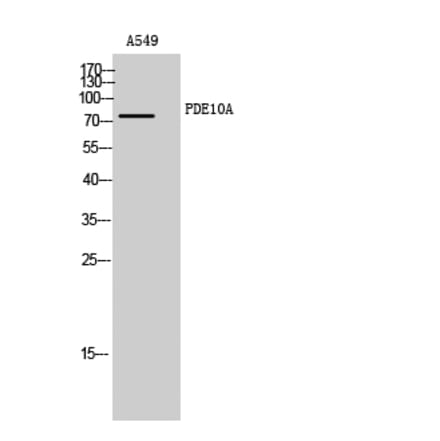 Western Blot - Anti-PDE10A Antibody (C14886) - Antibodies.com