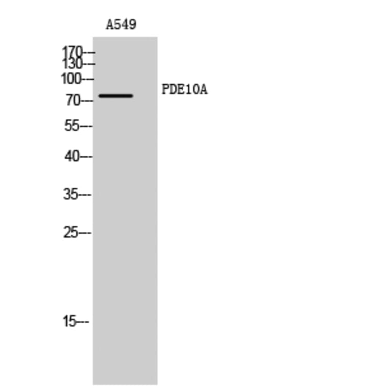 Western Blot - Anti-PDE10A Antibody (C14886) - Antibodies.com