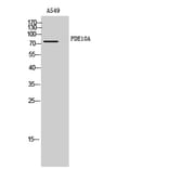 Western Blot - Anti-PDE10A Antibody (C14886) - Antibodies.com