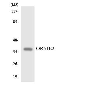 Western blot analysis of the lysates from HepG2 cells using Anti-OR51E2 Antibody.