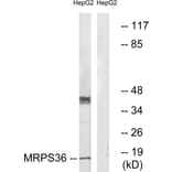 Western Blot - Anti-MRPS36 Antibody (C16663) - Antibodies.com