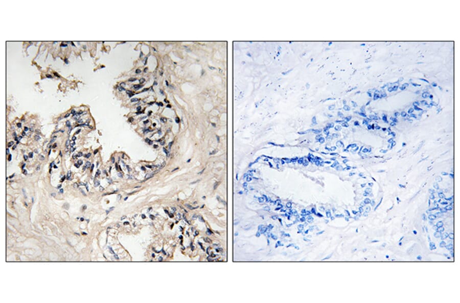 Immunohistochemistry - Anti-MRPS36 Antibody (C16663) - Antibodies.com