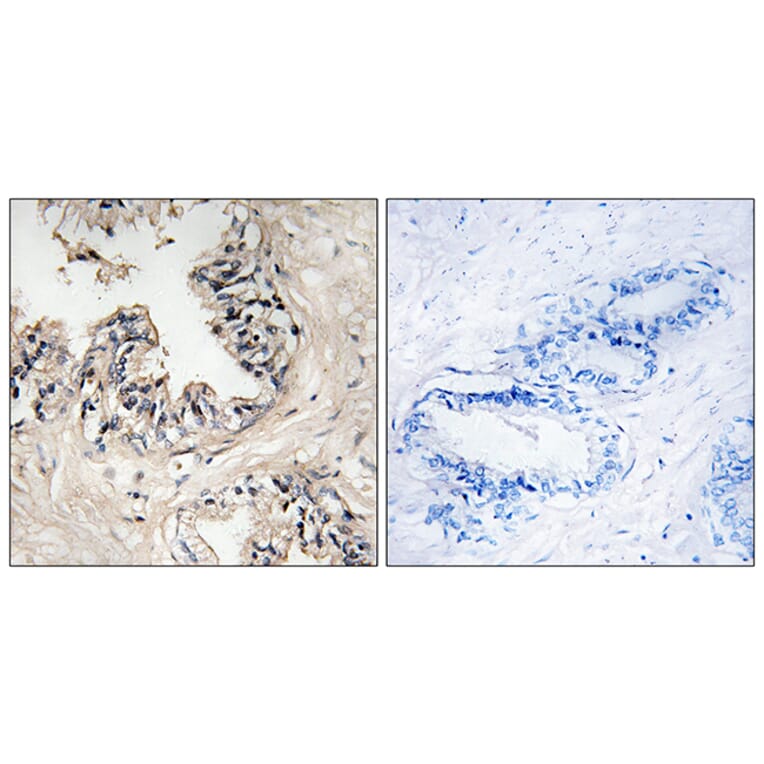 Immunohistochemistry - Anti-MRPS36 Antibody (C16663) - Antibodies.com