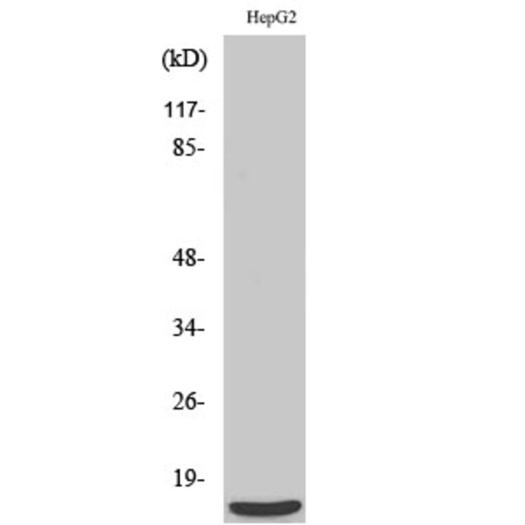 Western Blot - Anti-MRPS36 Antibody (C16663) - Antibodies.com