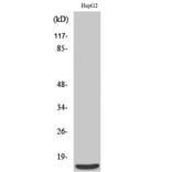 Western Blot - Anti-MRPS36 Antibody (C16663) - Antibodies.com