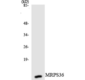 Western Blot - Anti-MRPS36 Antibody (R12-3055) - Antibodies.com