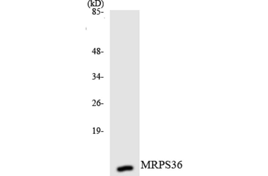 Western Blot - Anti-MRPS36 Antibody (R12-3055) - Antibodies.com