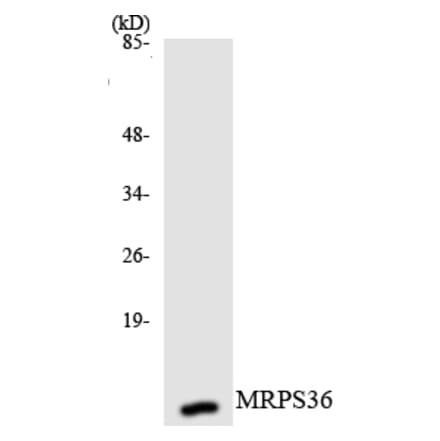 Western Blot - Anti-MRPS36 Antibody (R12-3055) - Antibodies.com